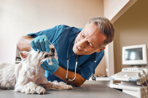 Best Emergency Tooth Extraction in Bradford, OH